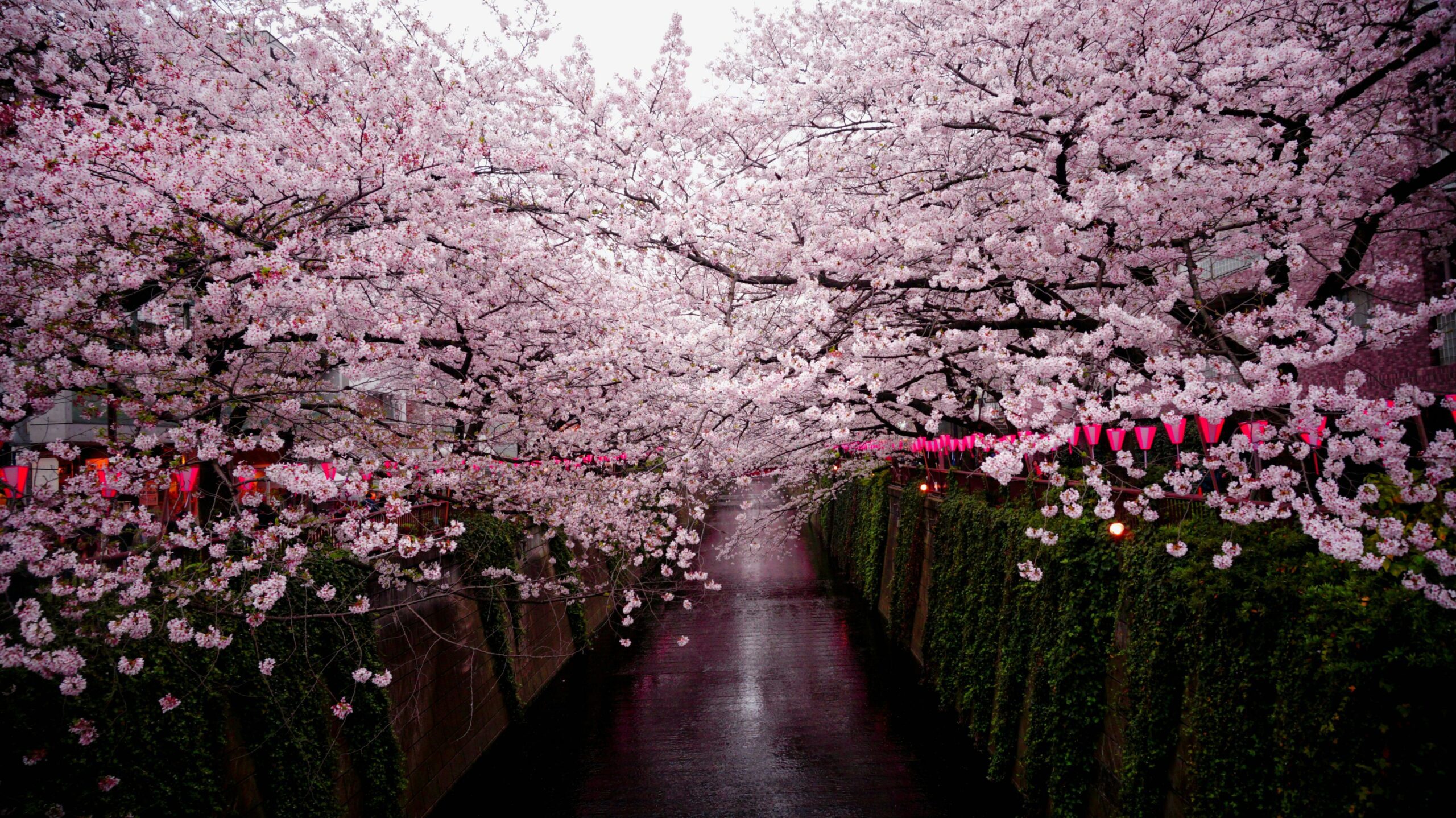 Japan Cherry Blossoms